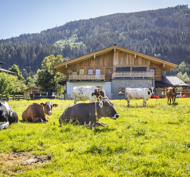 Wiese mit Kühen hinter der Dorfalm Flachau