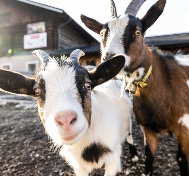 Neugierige Ziegen, wohin man schaut