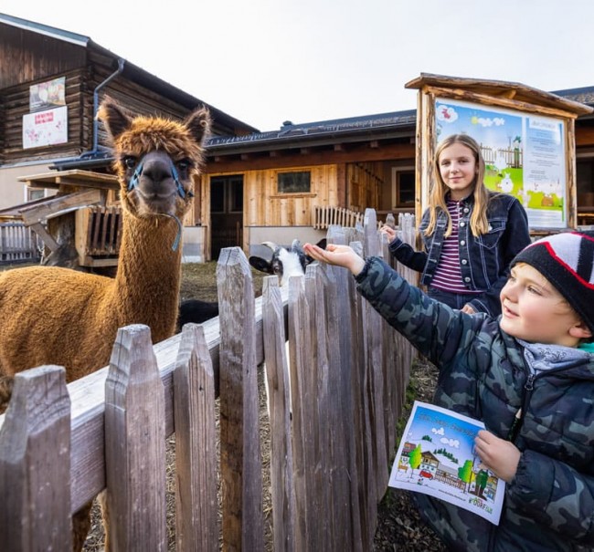 Unsere Alpakas sind auch ohne Erlebnisweg einen Besuch wert