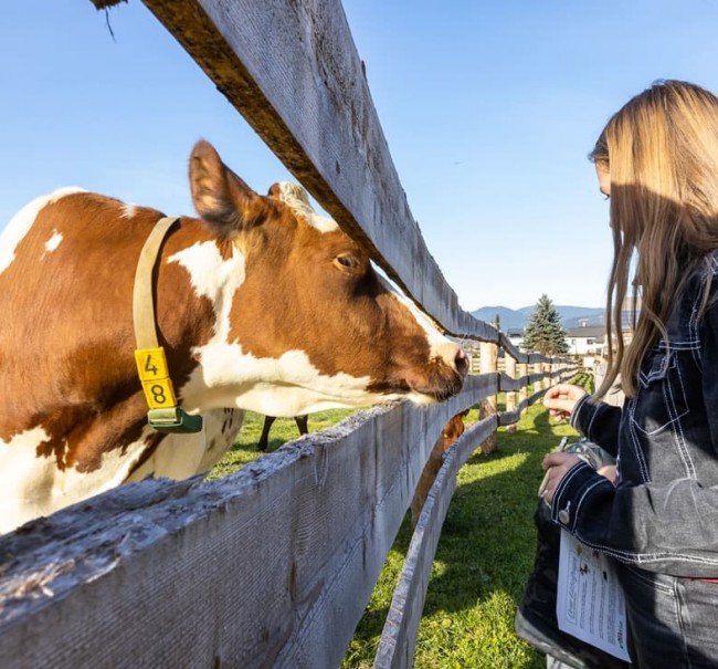Auch echte Kühe dürfen auf Simons Erlebnisweg nicht fehlen