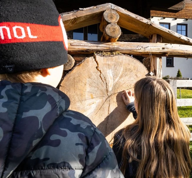 Woran erkennt man das Alter eines Baumes? Richtig! An den Jahresringen