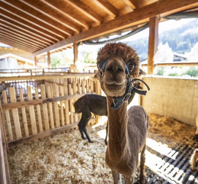 Neugieriges Alpaka in der Dorfalm Flachau