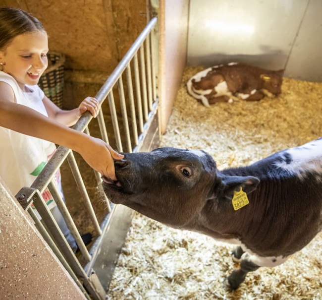 Anna-Lena füttert ein Kalb