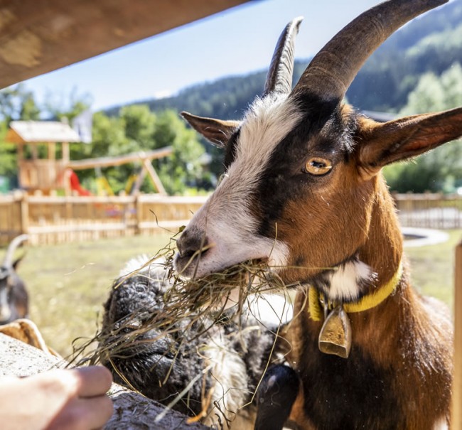 Lustige Ziegen in der Dorfalm Flachau